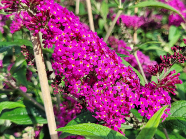 Buddleja davidii Miss Molly - Sommerflieder